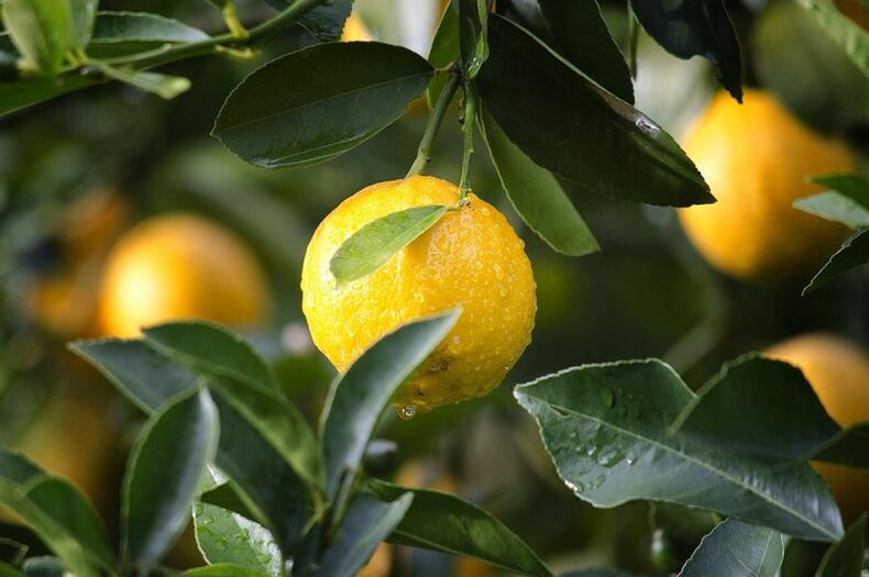 Gücü artırmak için limon